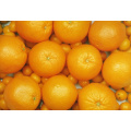 Экспорт Новый урожай свежий Хорошее качество Оранжевый